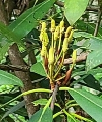 Rhododendron maximum