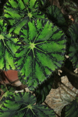Begonia bowerae