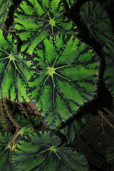 Begonia bowerae
