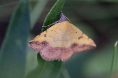 Hemeroplanis scopulepes