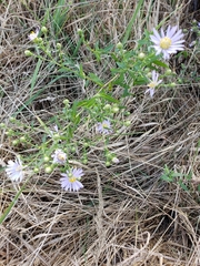 Symphyotrichum chilense