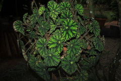 Begonia bowerae