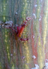 Acromyrmex