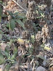 Salvia spathacea