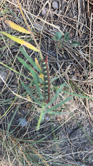 Hyles euphorbiae