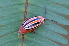 Disonycha leptolineata