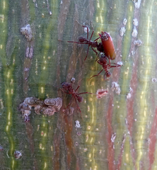 Acromyrmex