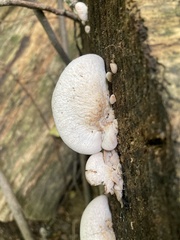 Lentinellus