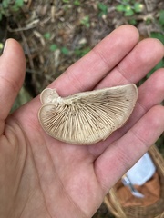 Lentinellus