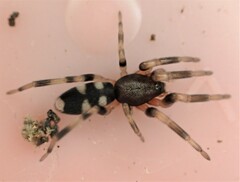 Lampona cylindrata