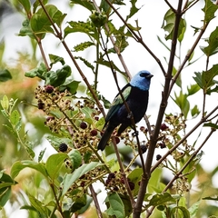 Stilpnia cyanicollis