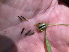 Bidens discoidea
