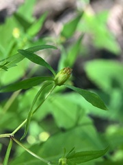 Bidens discoidea