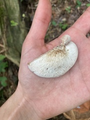 Lentinellus