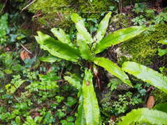 Asplenium scolopendrium