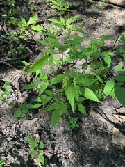 Bidens discoidea
