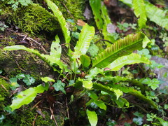 Asplenium scolopendrium