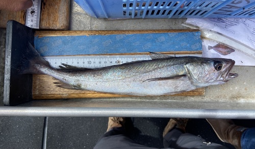 North Pacific hake (Merluccius productus) — Merlucciidae — 2