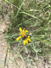Acmaeodera rubronotata