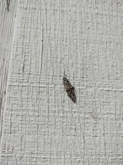 Eupithecia rotundopuncta