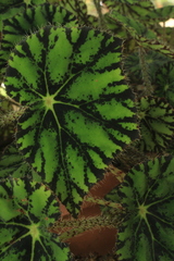 Begonia bowerae
