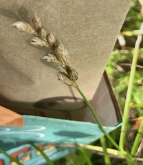 Carex muskingumensis