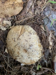 Calvatia