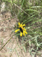 Acmaeodera rubronotata