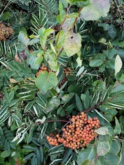 Sorbus