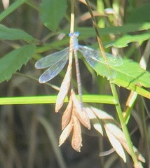 Carex muskingumensis