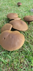 Tylopilus rubrobrunneus
