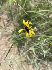 Acmaeodera rubronotata