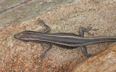 Cryptoblepharus pulcher