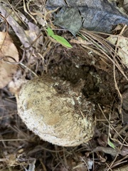 Calvatia