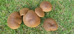 Tylopilus rubrobrunneus