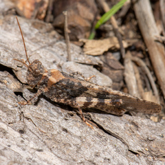 Trimerotropini