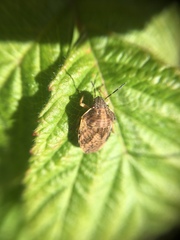 Homaemus aeneifrons