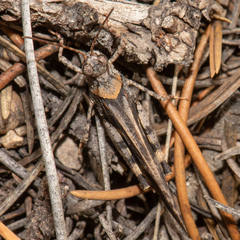 Trimerotropini