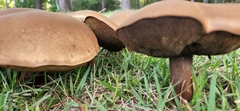 Tylopilus rubrobrunneus