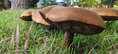 Tylopilus rubrobrunneus