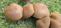 Tylopilus rubrobrunneus
