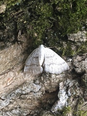 Lomographa glomeraria