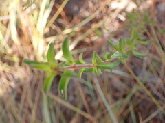 Trichostema suffrutescens
