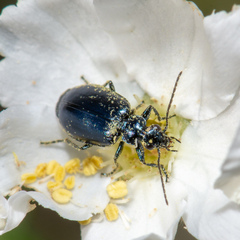 Lebia