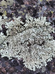 Xanthoparmelia conspersa