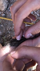 Sceloporus consobrinus
