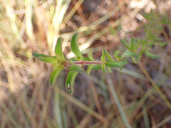 Trichostema suffrutescens
