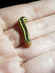 Trichordestra legitima
