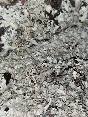Xanthoparmelia conspersa