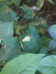 Cameraria guttifinitella